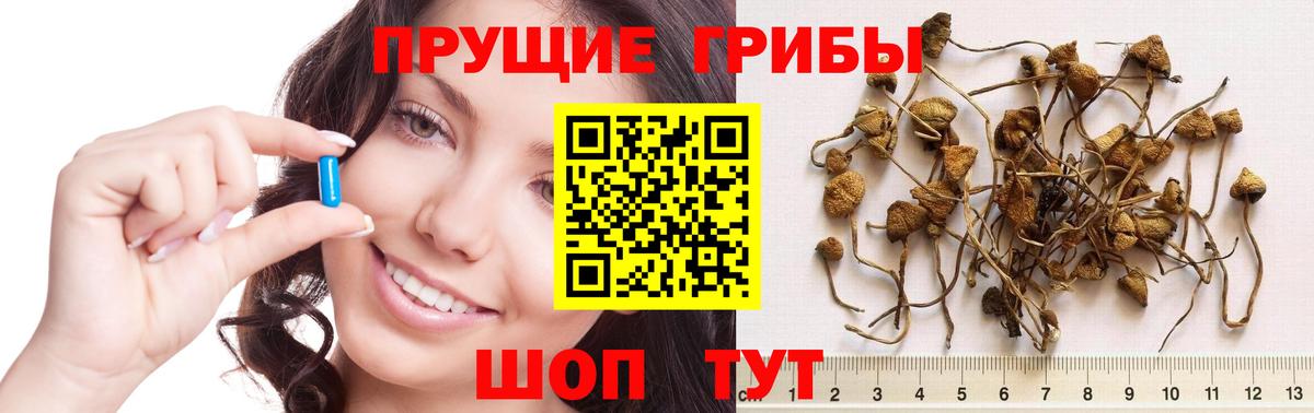 Псилоцибиновые грибы Psilocybine cubensis Белебей